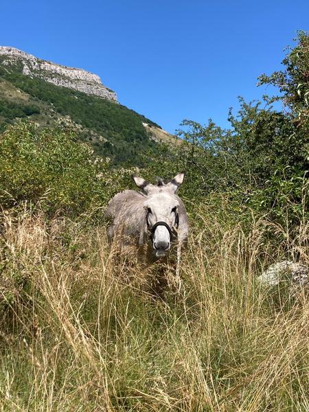 Les balades curieuses