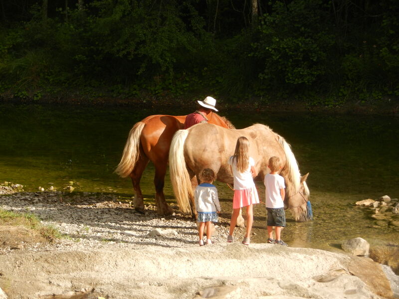 S'occuper des chevaux