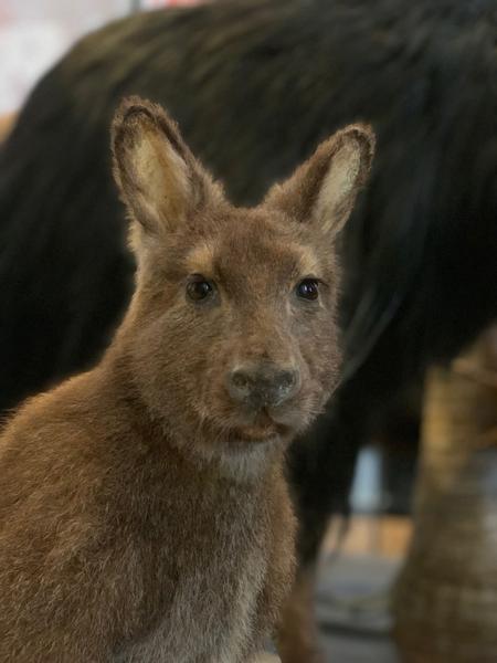 Atelier - Philo'Animaux -Les animaux et nous ?