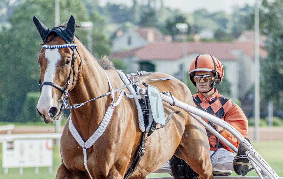Courses de trot