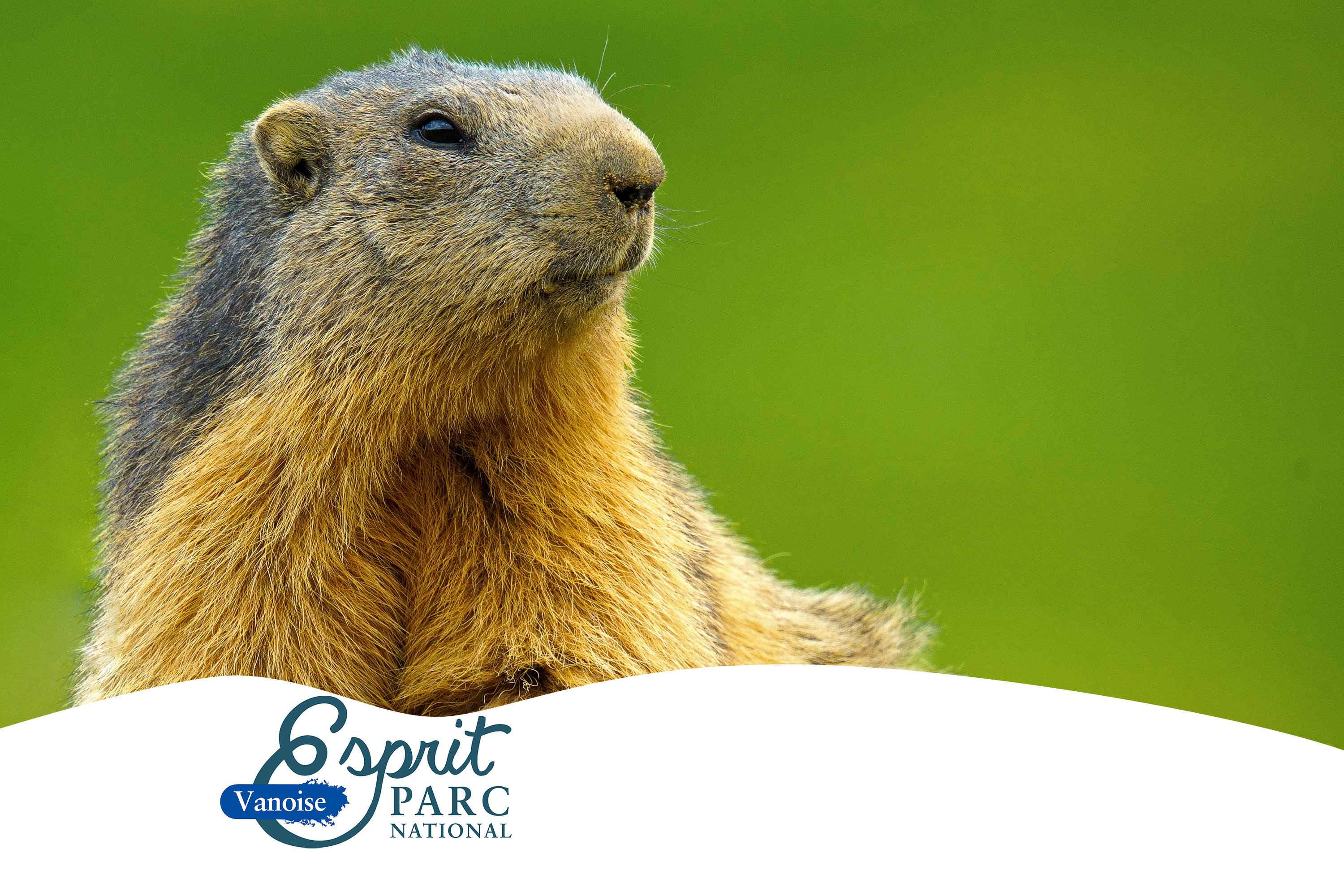 Goûter avec les marmottes