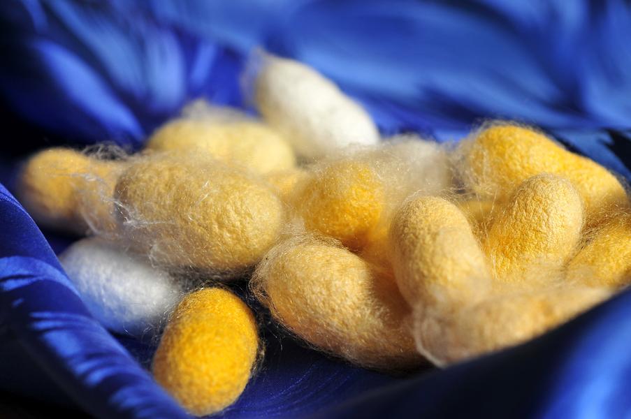 Cocons de vers à soie produits au musée