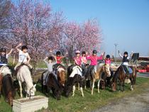 Fêtez son anniversaire à poney