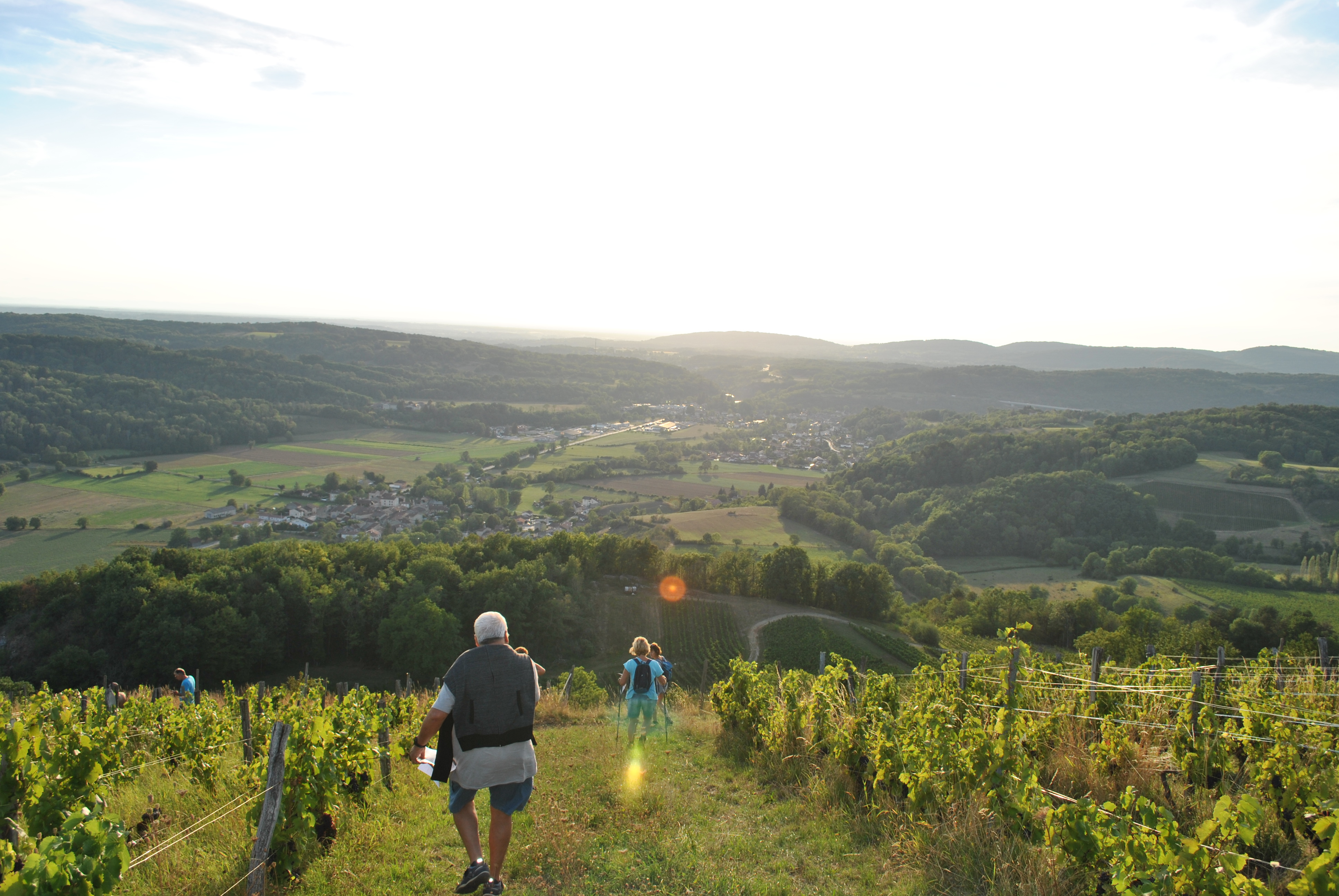 randonnée dans les vignes ouvert à tous