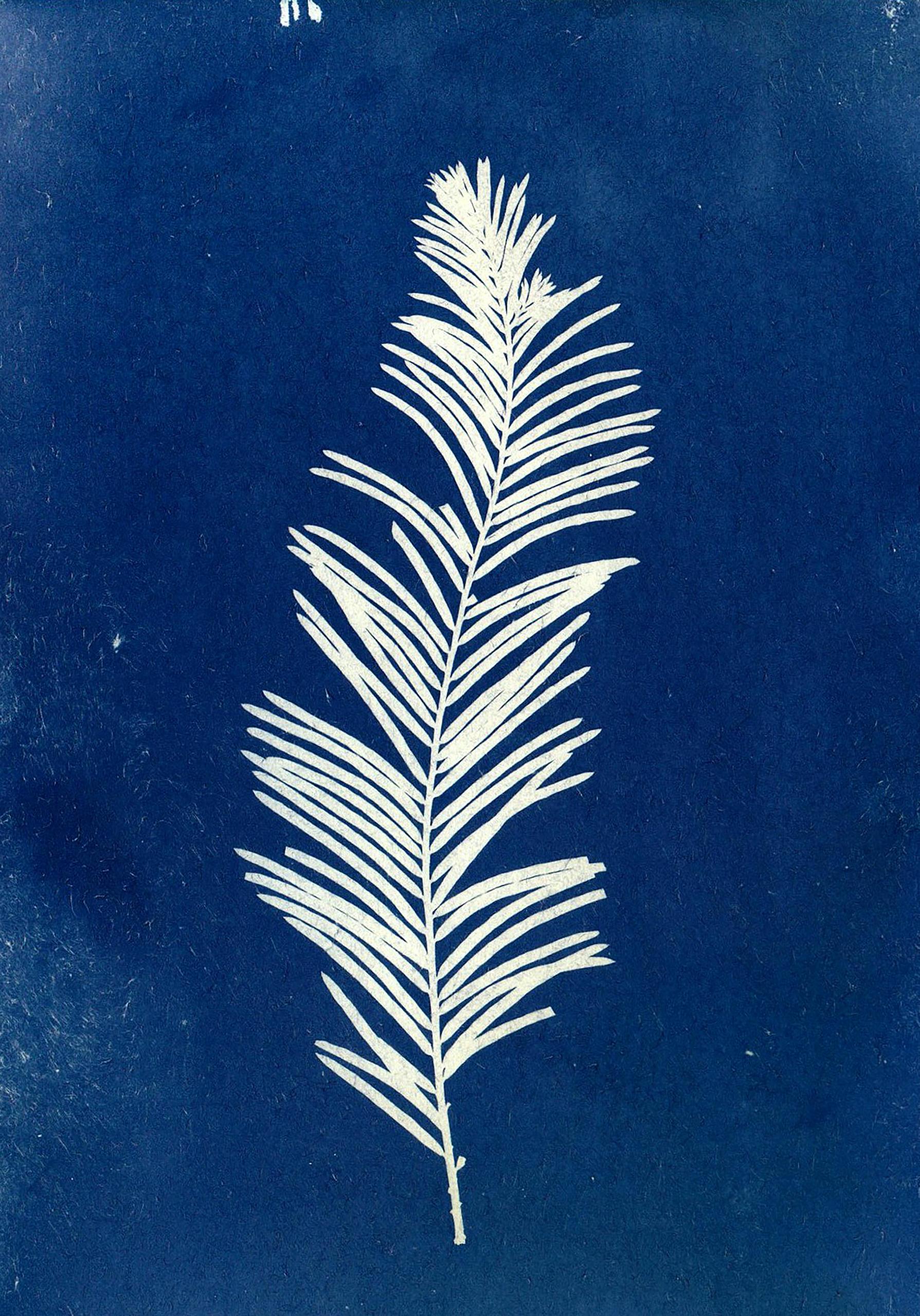 Atelier Cyanotype