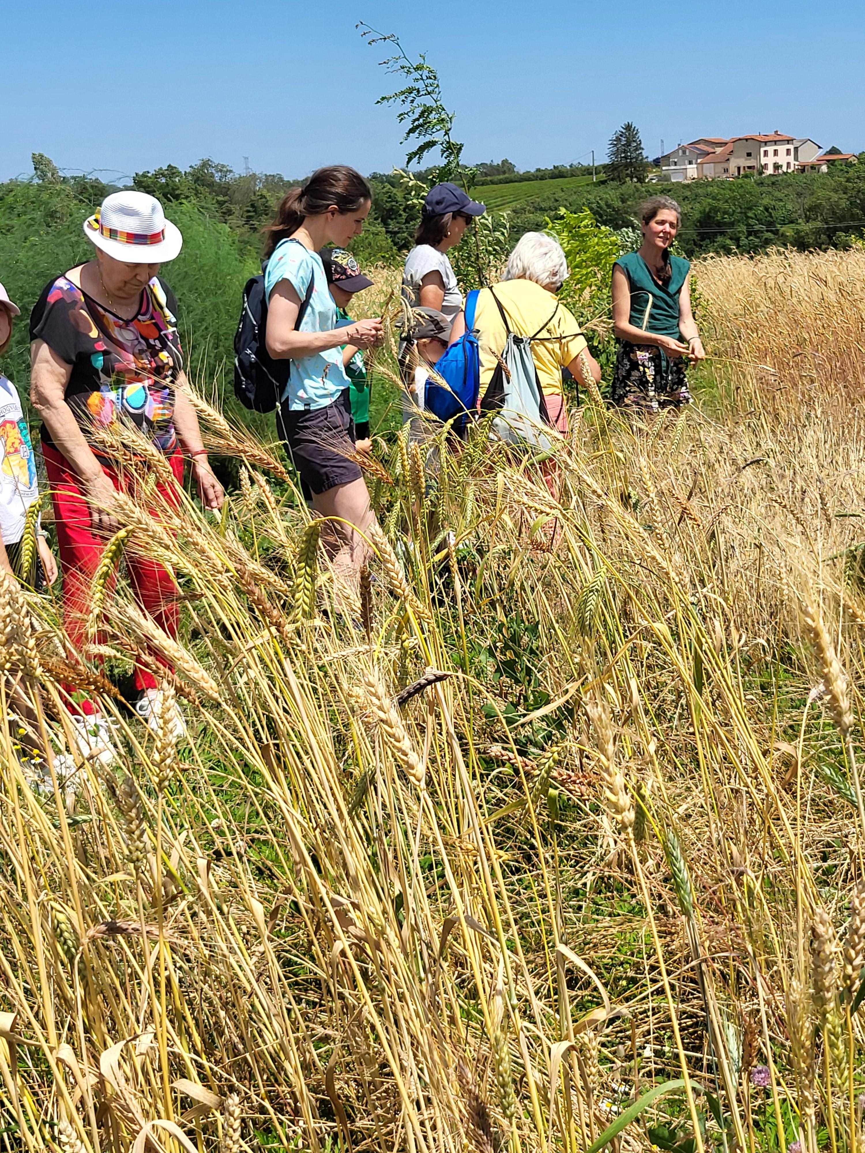 Visite du croissant fertile : du blé au pain_Mornant
