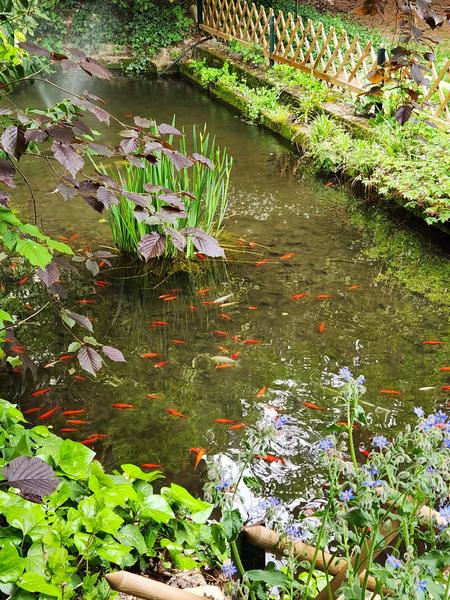 Bassin aux poissons rouges