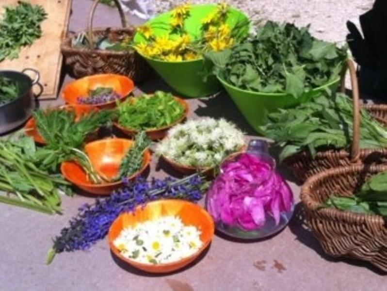 Balade découverte et utilisation des plantes sauvages médicinales