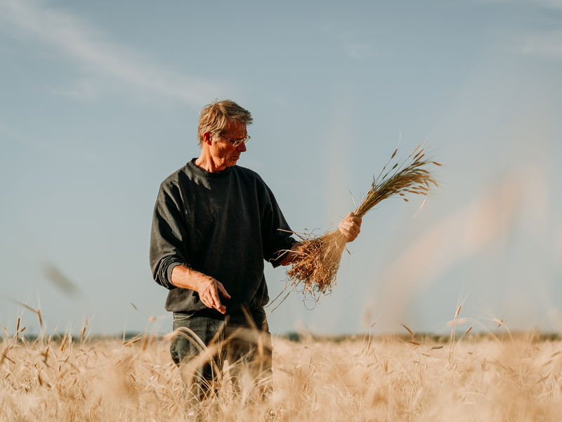Agriculteur au milieu de son champ de blé