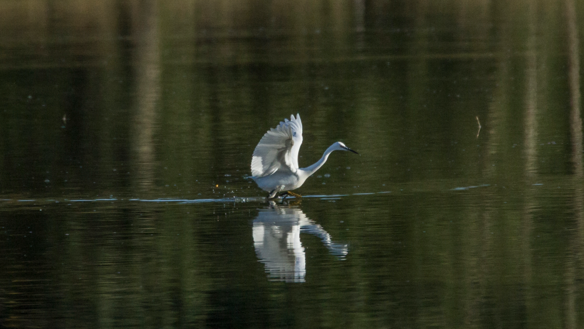 À la rencontre des oiseaux de la Dombes