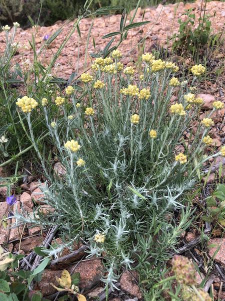 Randonnée découverte de la flore méditerranénne avec guide SAB Esterel_Roquebrune-sur-Argens