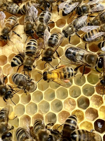 Miellerie des Balcons - Corbelin - Balcons du Dauphiné