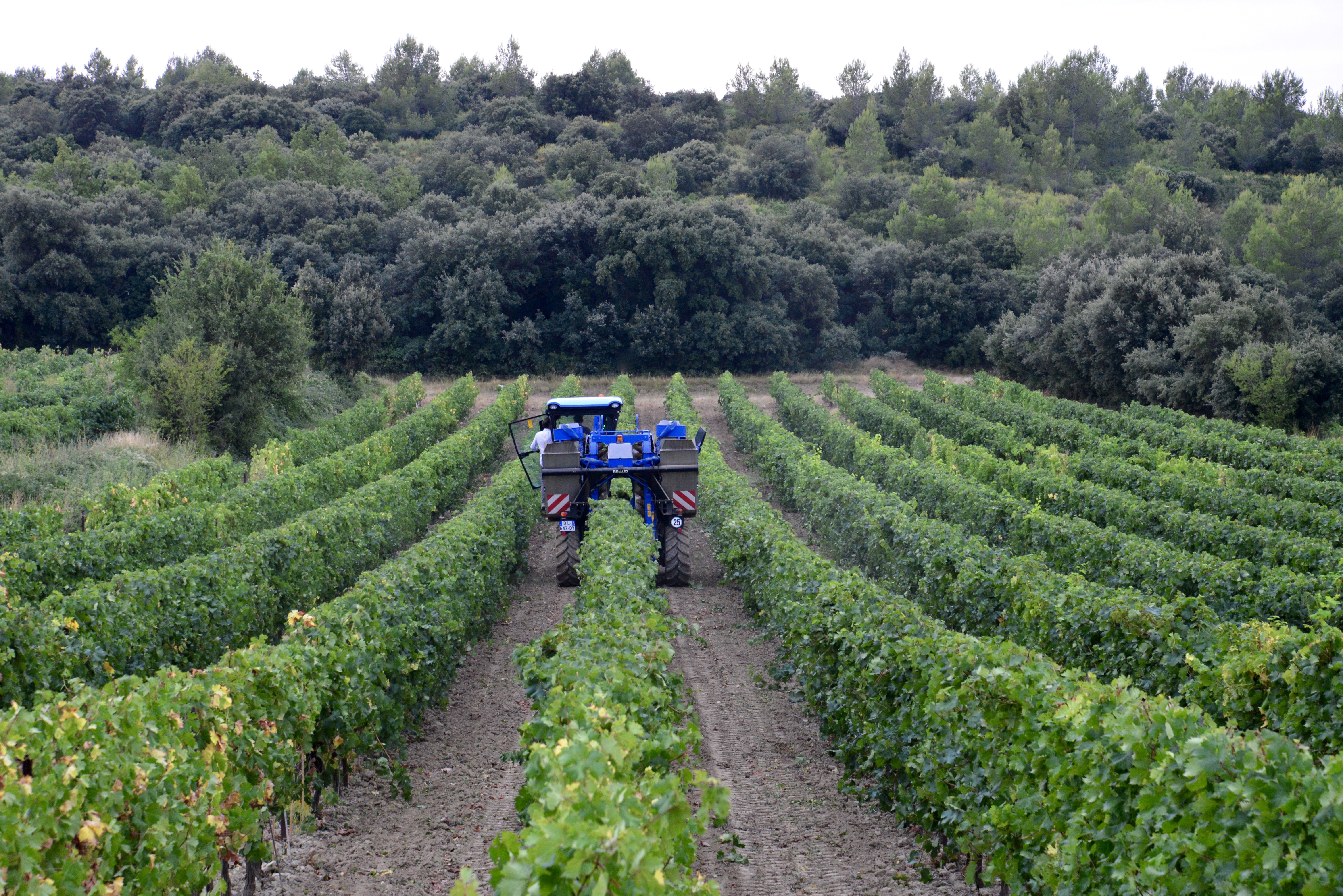 Domaine Sainte-Philomène — photo 2
