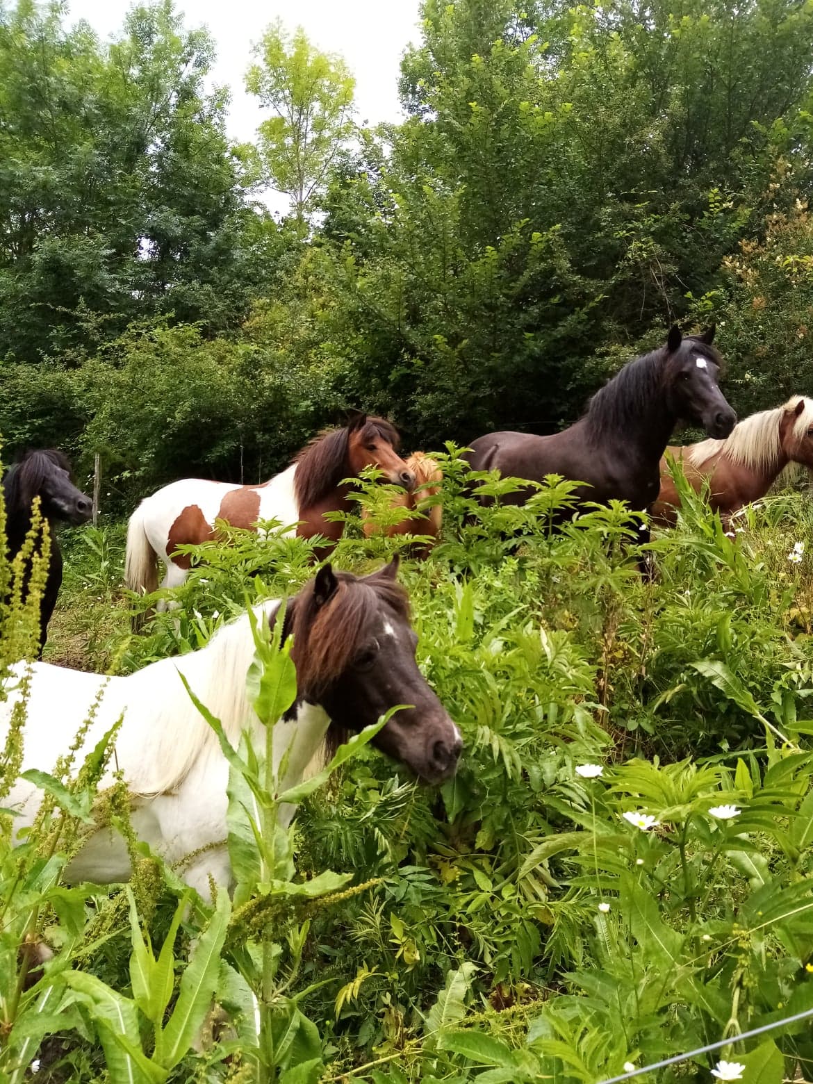 481456629_1199790112149752_7005405636396351099_n