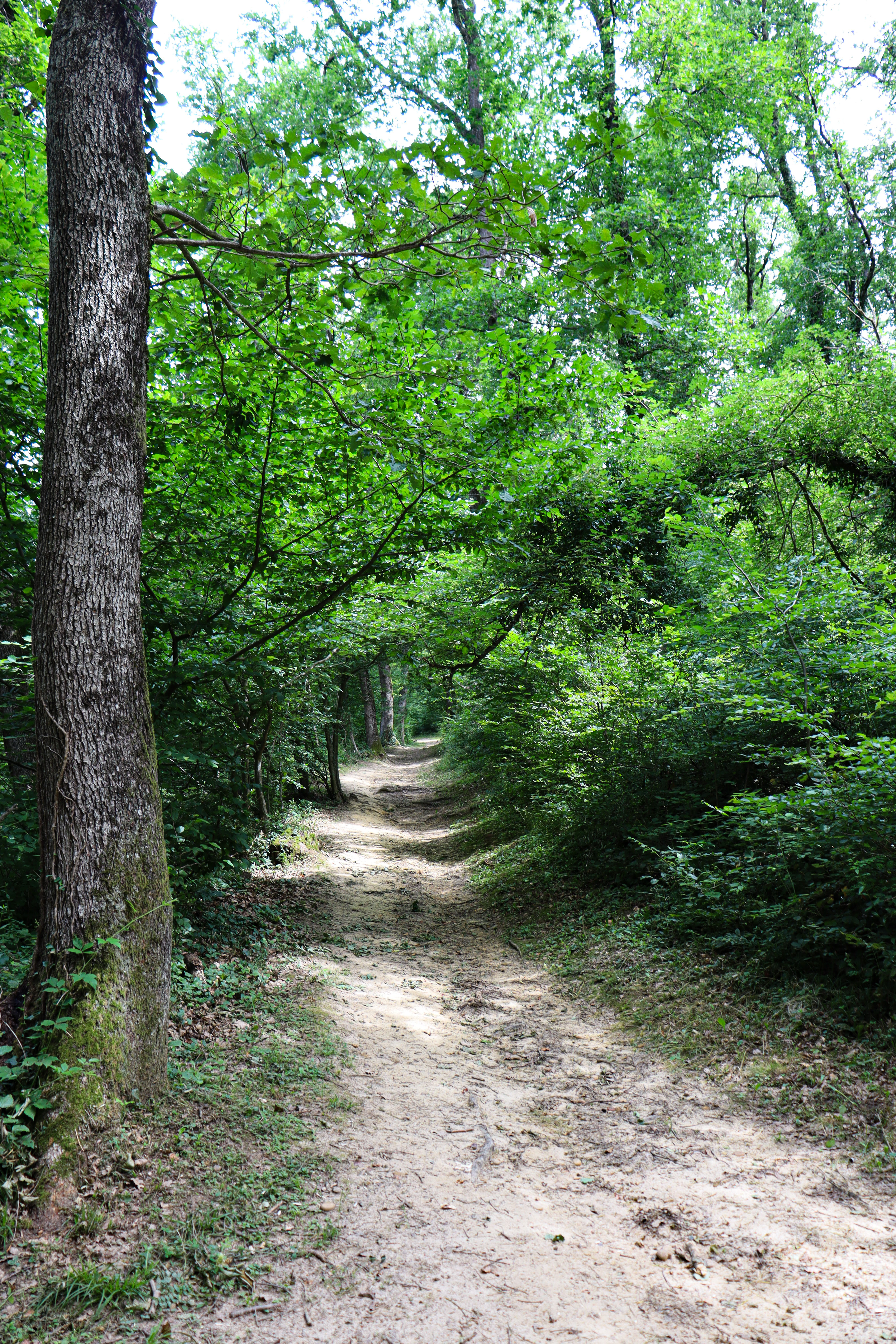 Chemin forestier