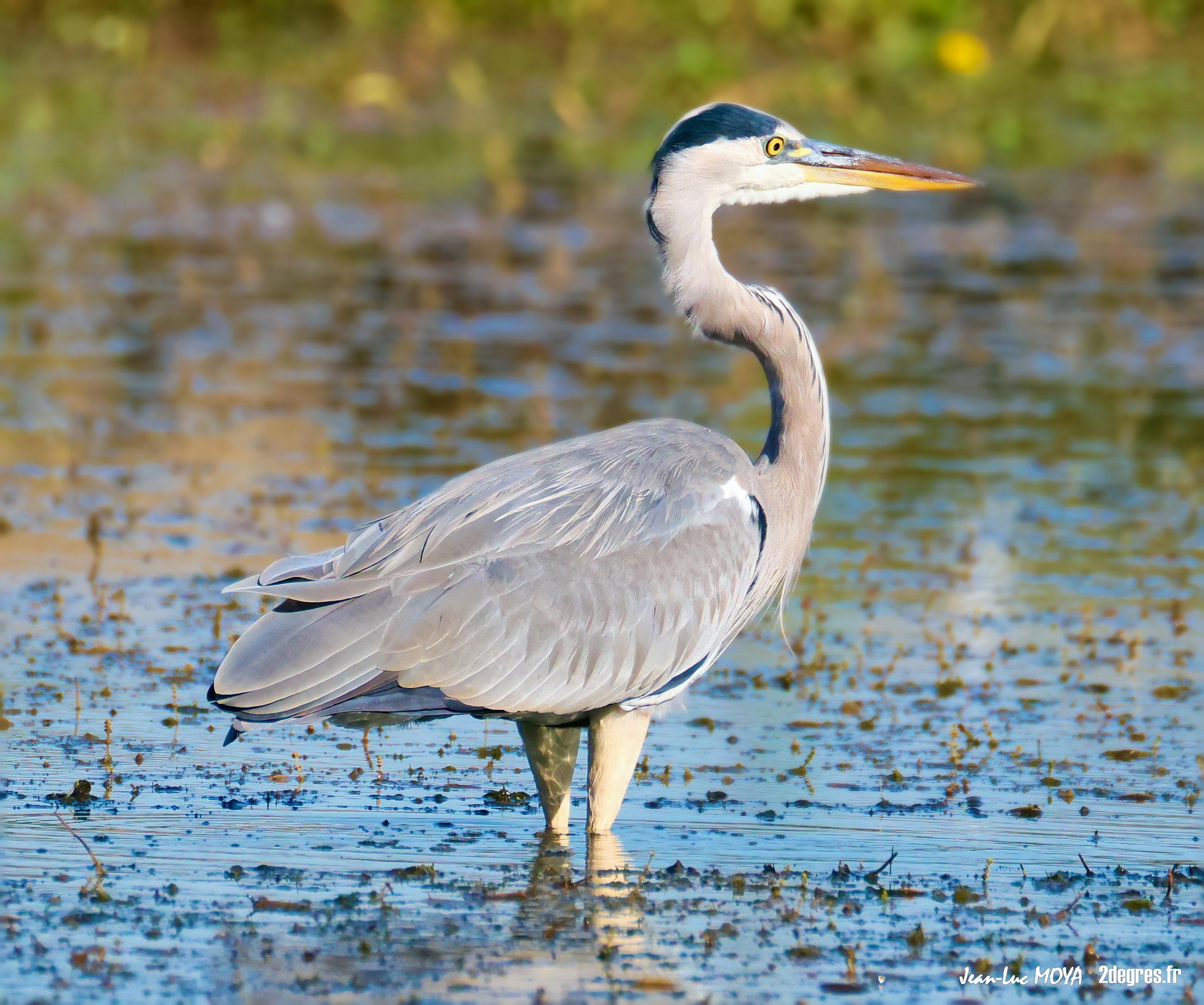 Les oiseaux migrateurs