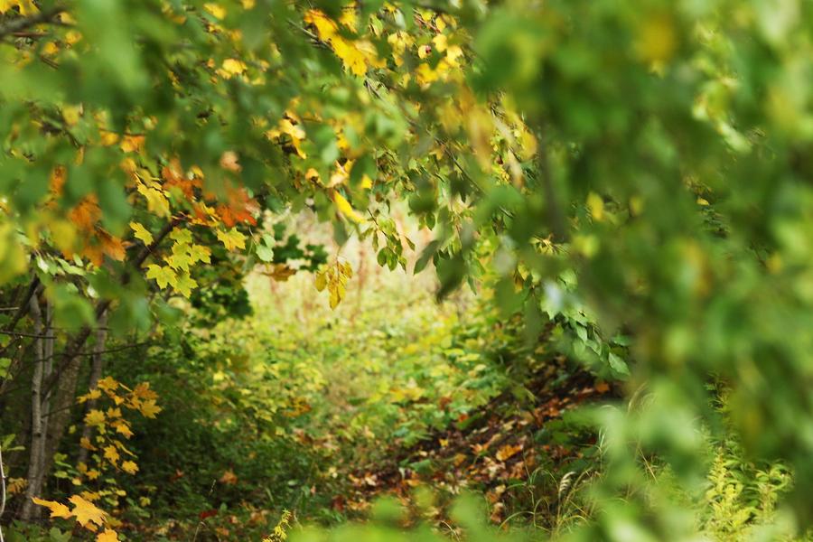 Arboretum Jean Aubouin