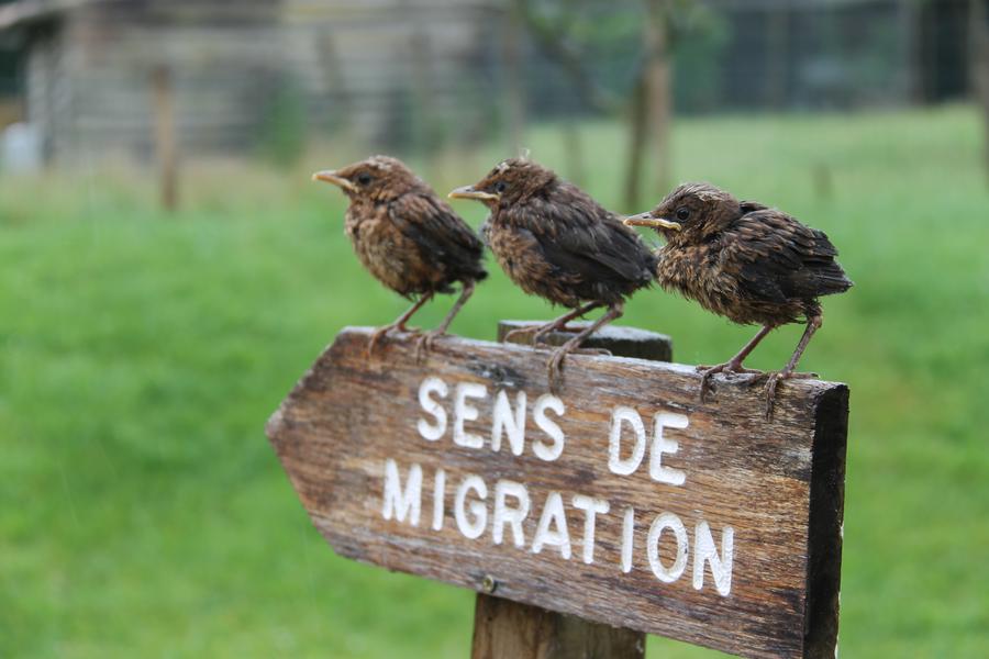 Les oiseaux du marais poitevin