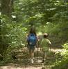 forest-386751_1920