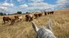 Country Pony ranch Équitation western Ⓒ Country Pony ranch