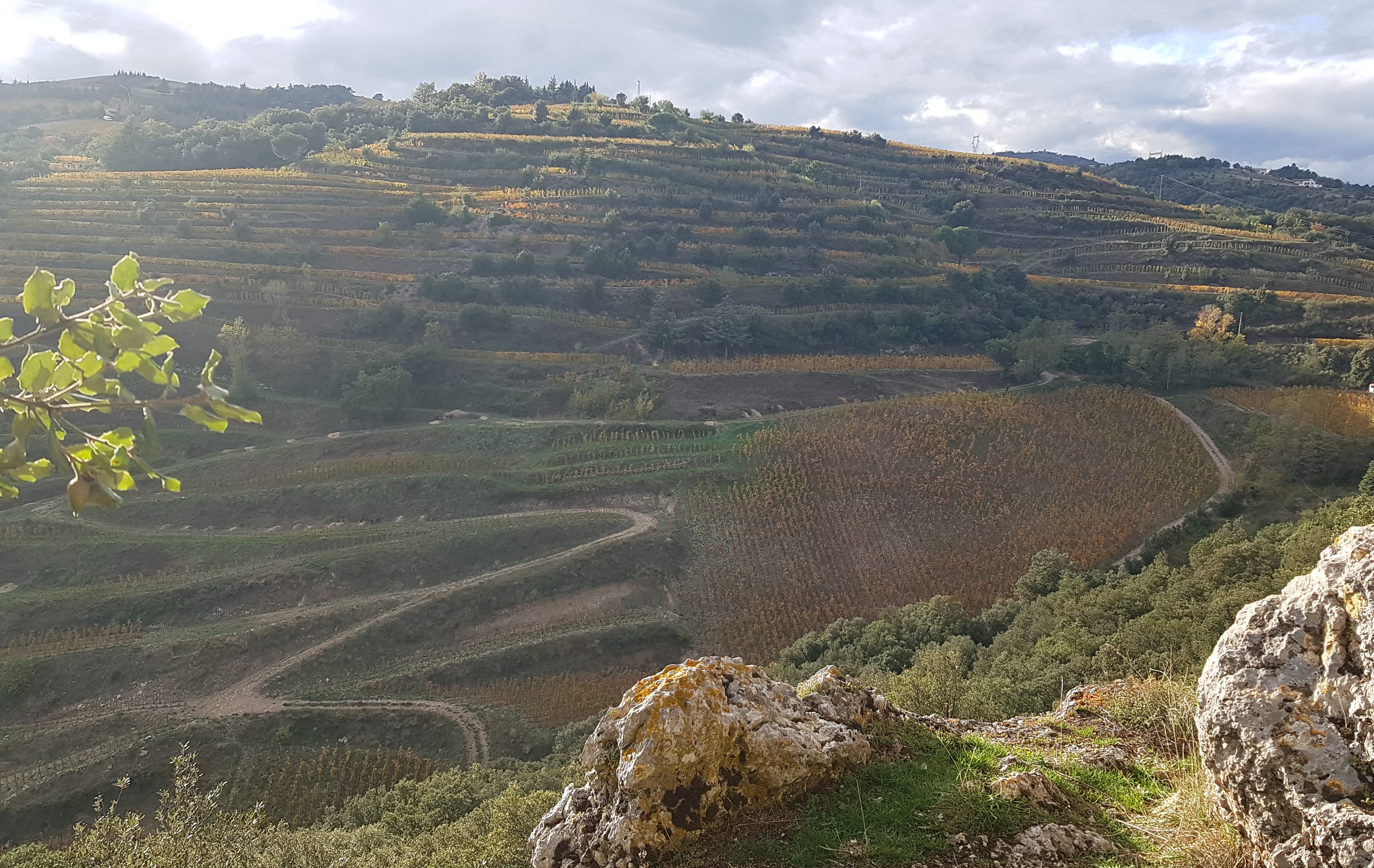 Matthieu Barret, Domaine du Coulet