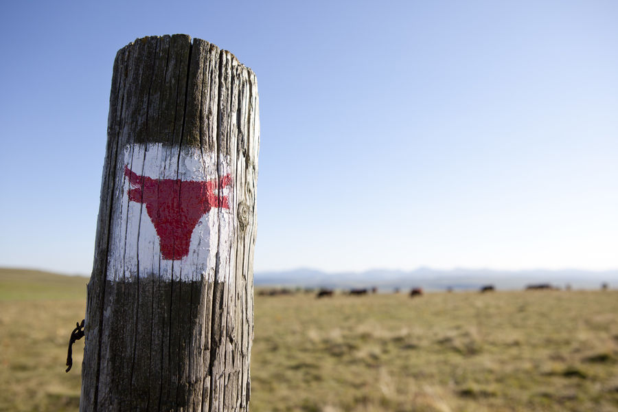 Le Tour des Vaches Rouges - Main itinerary - Departure Allanche, Cantal