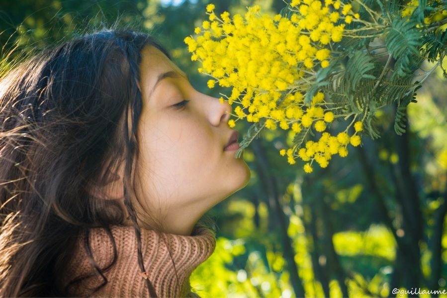 Fête du Mimosa à Sainte-Maxime