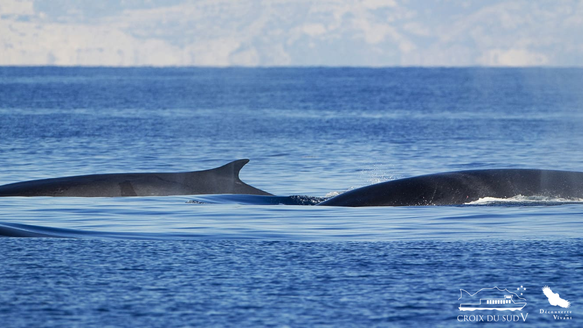 Baleines et dauphins