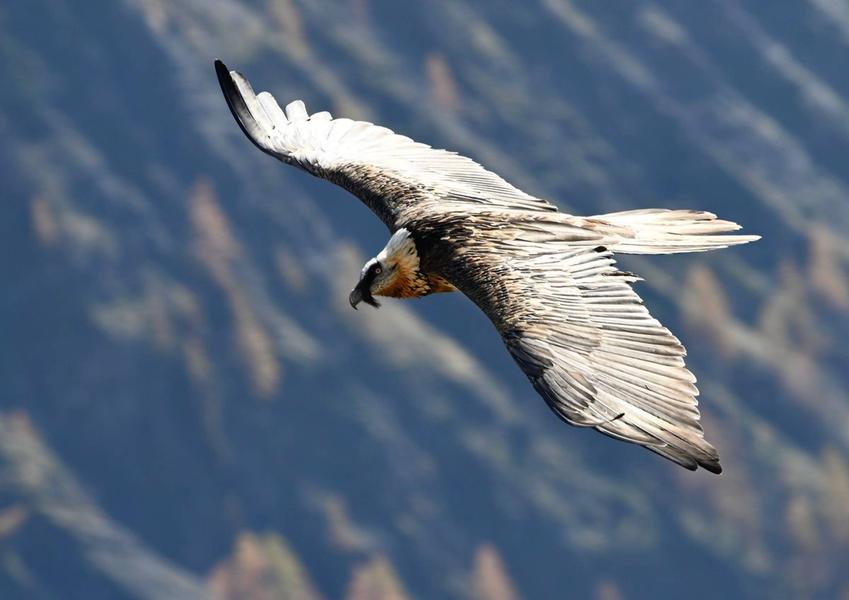 Rdv avec un garde-moniteur : le gypaète barbu du Valgaudemar