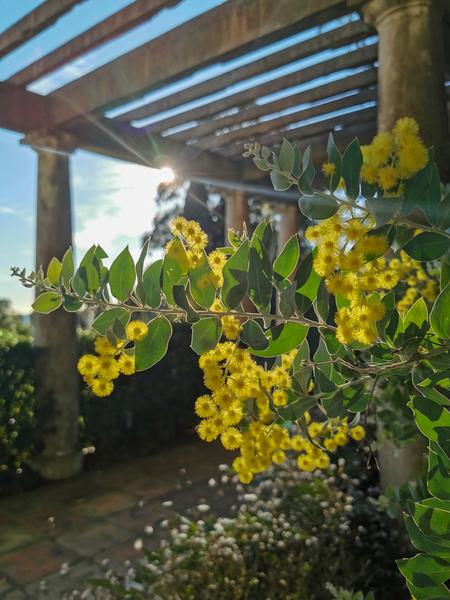 Les mimosas en fleur