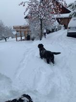 Nos amis les chiens sont bienvenus