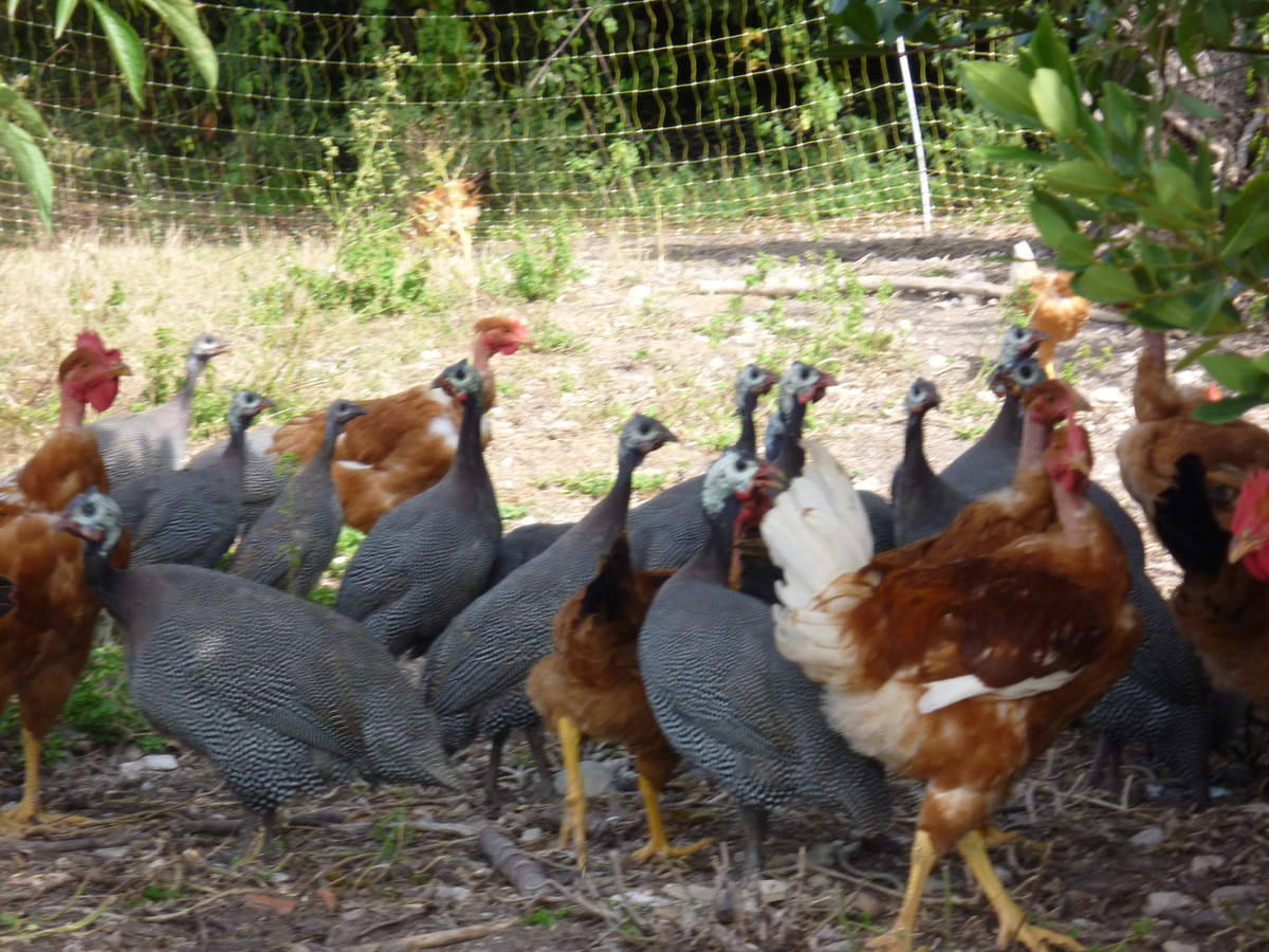 Ferme de Bouquinet