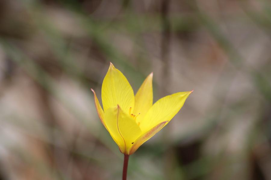 Flore Terrestre - Phanérogame - Plante herbacée - Tulipe sauvage