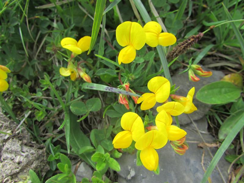 Refuge de la Golèse
