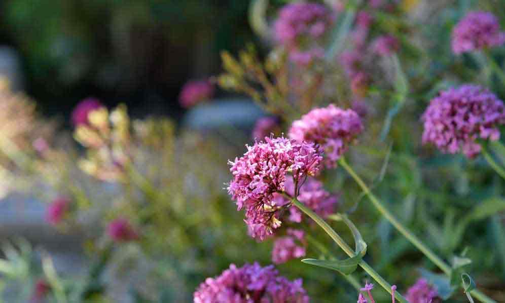Mazet des Lavandes (405) - Les Garrigues de la Vallée des Baux - photo 4