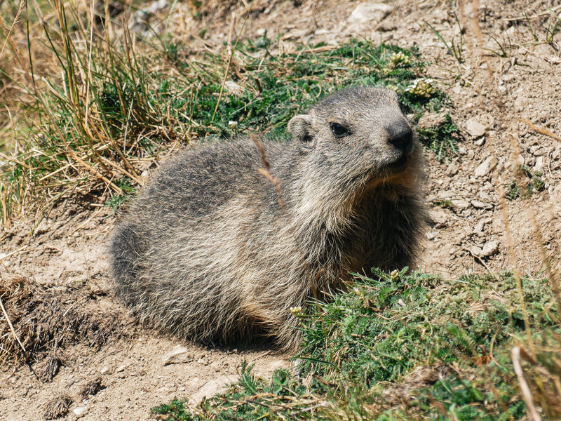 Marmotte
