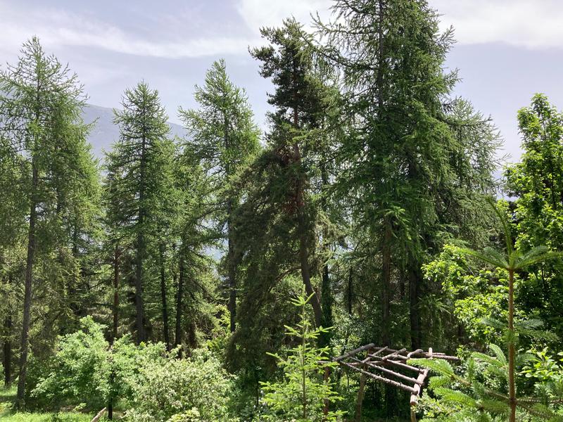 Les grands mélèzes de l'arboretum