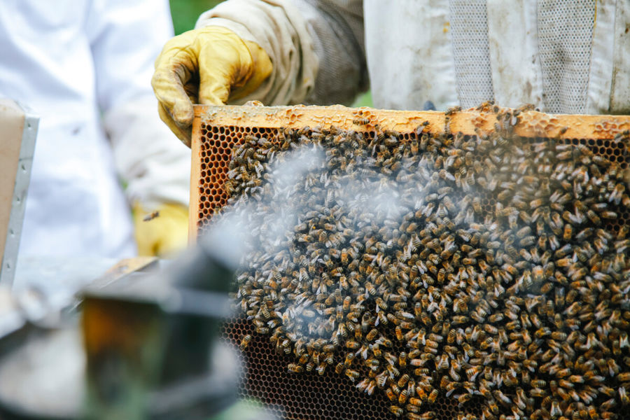 Miellerie des Gorges de la Loire