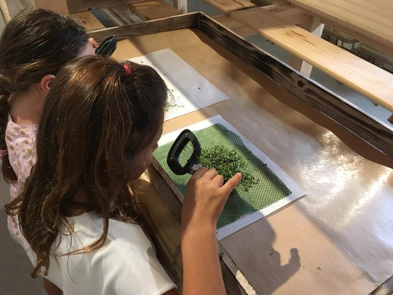 Observation des jeunes chenilles de ver à soie