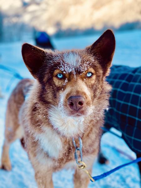 A ton étoile chiens de traîneaux
