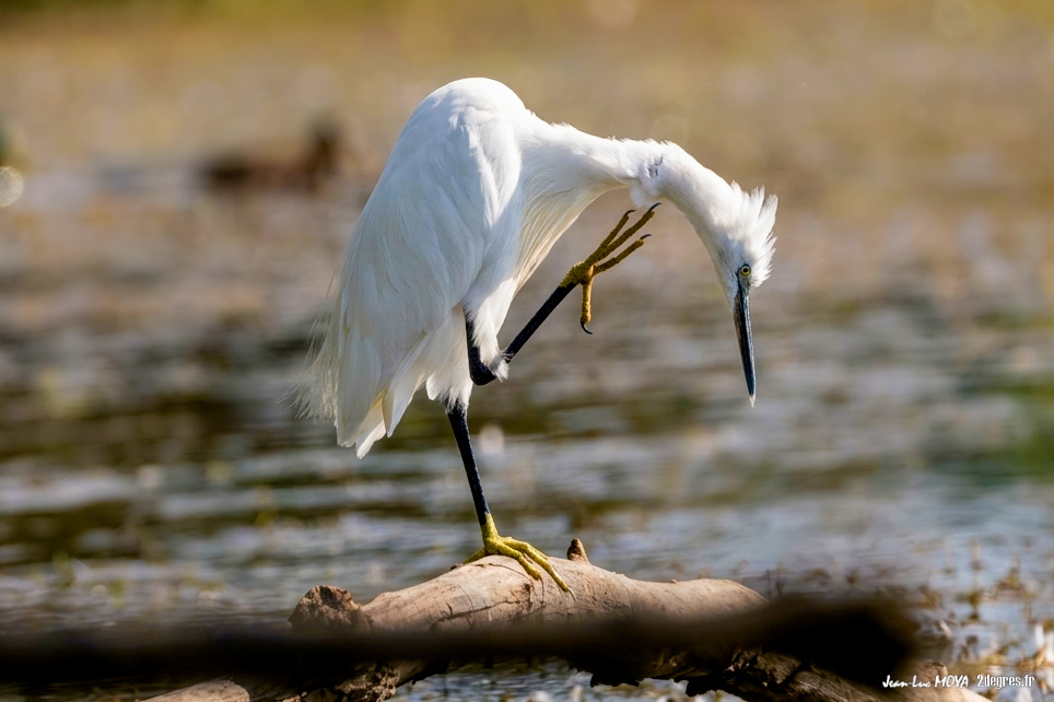 Aigrette garzette (38) ©J-Luc Moya • 2° Communication