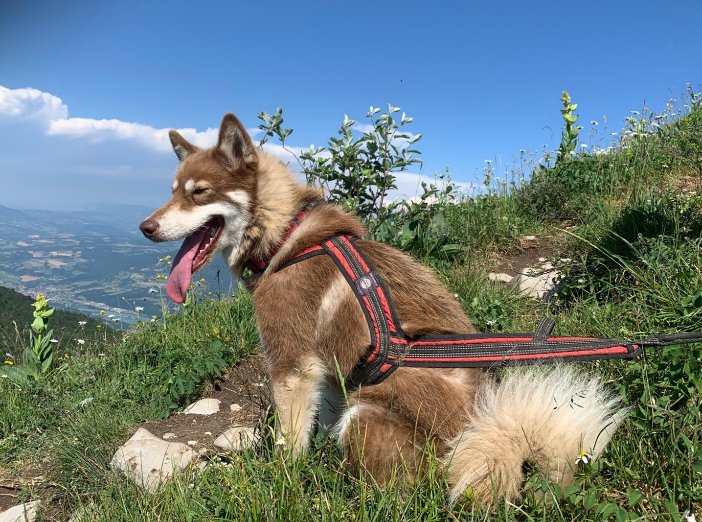 Cani-rando avec Symbiose