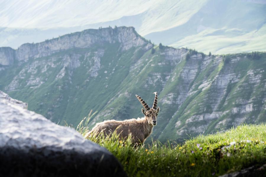 Faune aventure _ Bouquetin