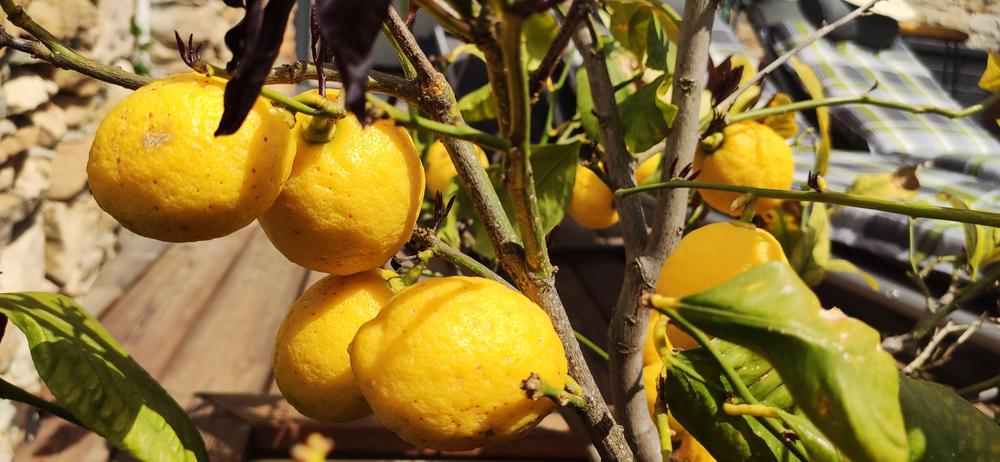 Le Lemon Tree - Gîte 4* à Panossas - Balcons du Dauphiné