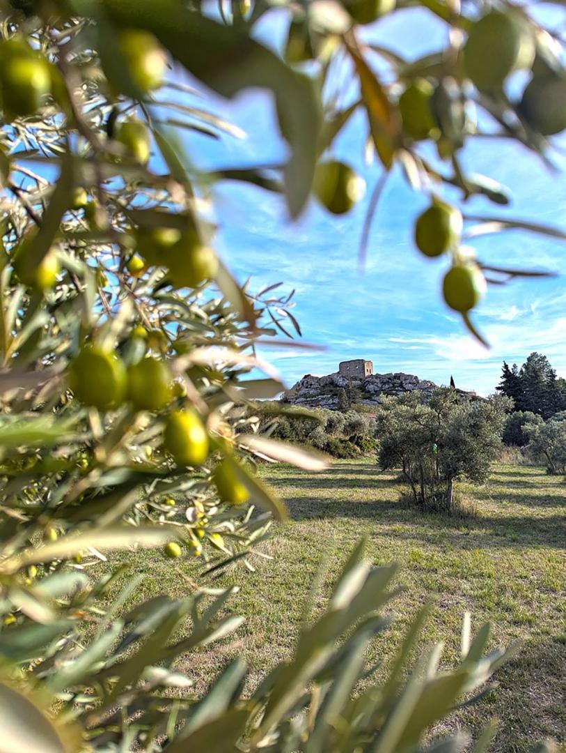 Le Panorama des Alpilles, Aureille - photo 16