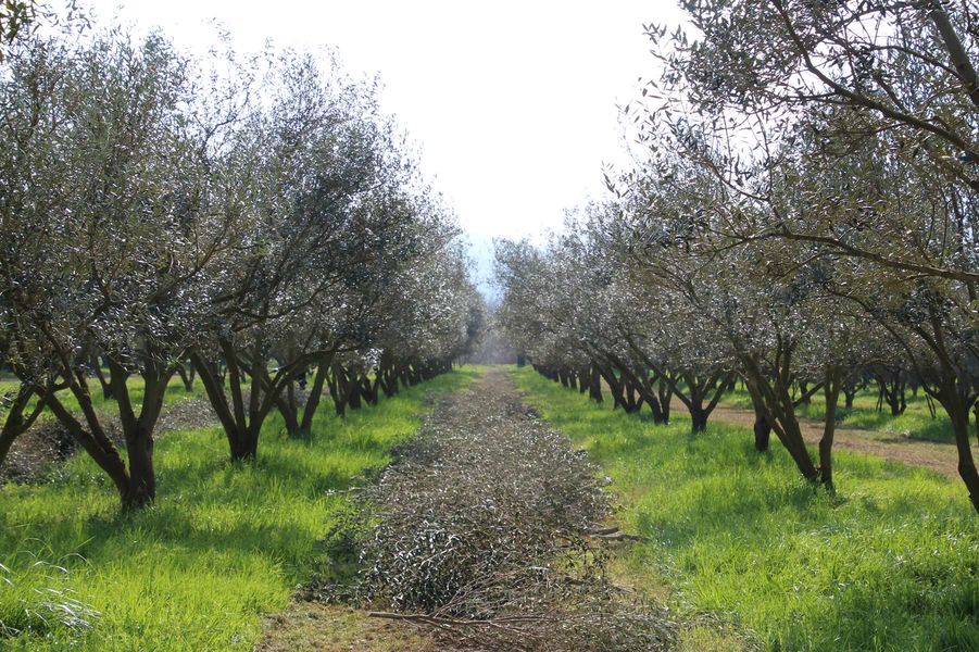 Domaine de l'Olivette | Domaine de l'Olivette Domaine de l'Olivette