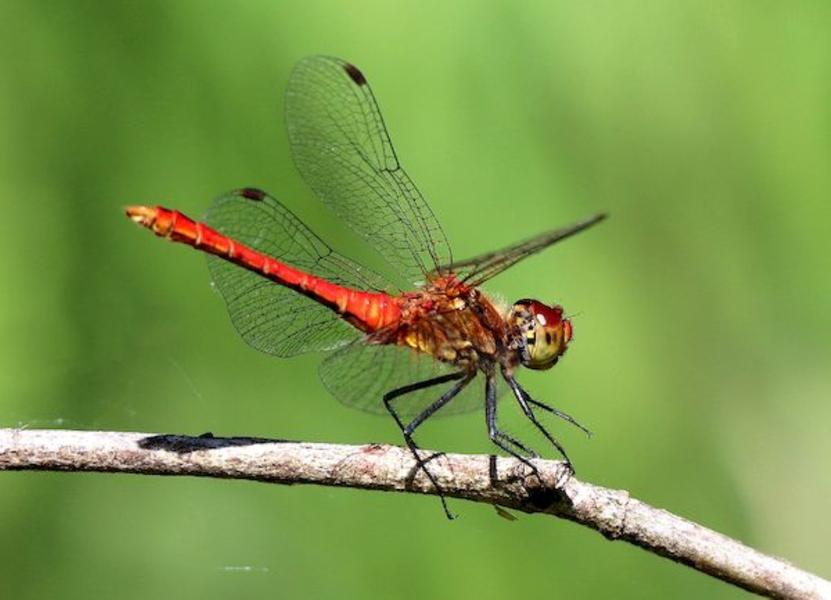 Sortie Lo Parvi -  À la découverte des libelliles - Espace Naturel Sensible de l'étang de Chalignieu - Chozeau - Balcons du Dauphiné - Nord-Isère