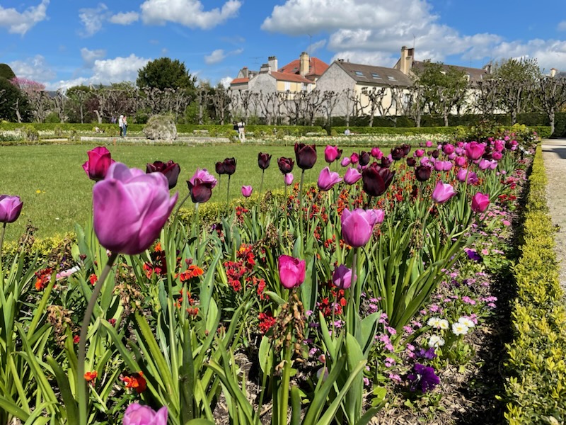Tulipes dans le jardin Bossuet