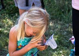 A walk to discover the world of insects