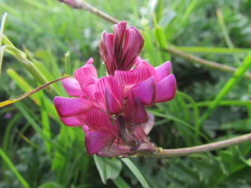 Refuge de la Golèse